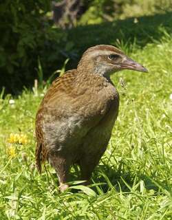 新西兰秧鸡 / Weka / Gallirallus australis