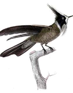 白髯蜂鸟 / White-bearded Helmetcrest / Oxypogon lindenii