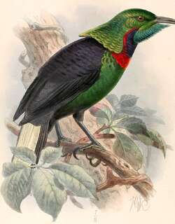华丽长尾风鸟 / Splendid Astrapia / Astrapia splendidissima