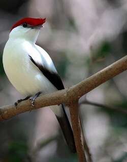 阿拉里皮娇鹟 / Araripe Manakin / Antilophia bokermanni