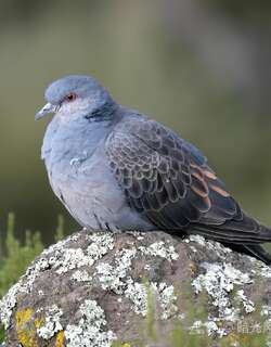 粉胸斑鸠 / Dusky Turtle Dove / Streptopelia lugens