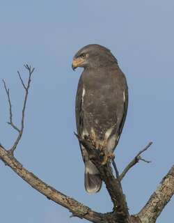 小斑短趾雕 / Western Banded Snake Eagle / Circaetus cinerascens