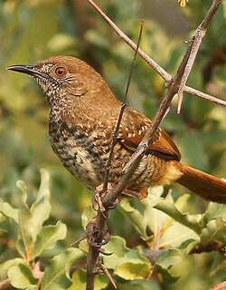 斑拱翅莺 / Barred Wren-Warbler / Calamonastes fasciolatus