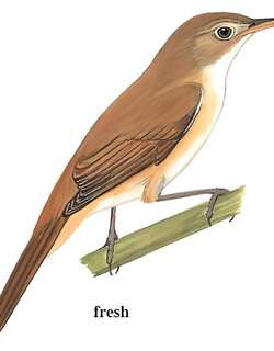 厚嘴苇莺 / Thick-billed Warbler / Arundinax aedon
