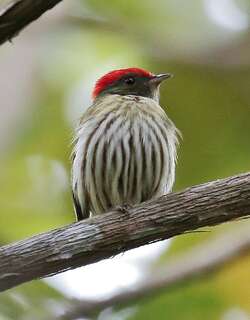 纹娇鹟 / Kinglet Manakin / Machaeropterus regulus