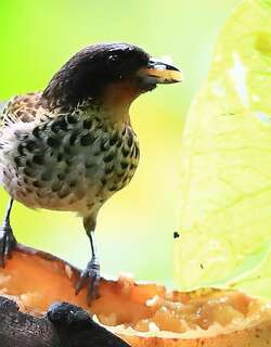 棕喉唐加拉雀 / Rufous-throated Tanager / Ixothraupis rufigula