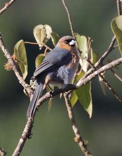 黄棕唐纳雀 / Cinnamon Tanager / Schistochlamys ruficapillus