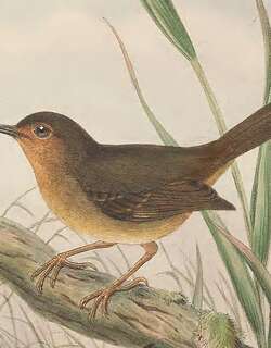 灰绿丝刺莺 / Grey-green Scrubwren / Aethomyias arfakianus
