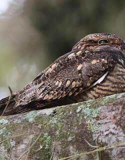 小灰眉夜鹰 / Lesser Nighthawk / Chordeiles acutipennis