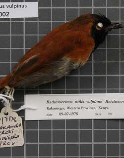 黑脸棕莺 / Black-faced Rufous Warbler / Bathmocercus rufus