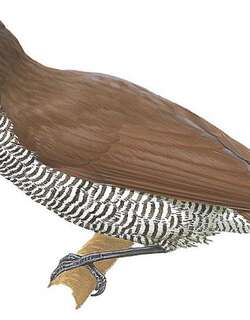 东裙风鸟 / Growling Riflebird / Ptiloris intercedens