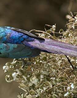 长尾丽椋鸟 / Long-tailed Glossy Starling / Lamprotornis caudatus