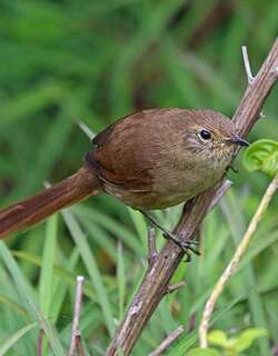 巴西棘尾雀 / Itatiaia Spinetail / Asthenes moreirae