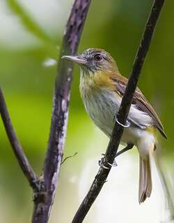 亮腰阿蒂霸鹟 / Bright-rumped Attila / Attila spadiceus