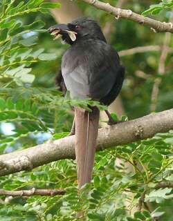 须嘴鸦 / Piapiac / Ptilostomus afer