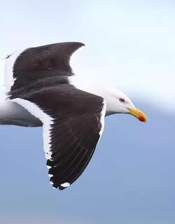 黑背鸥 / Kelp Gull / Larus dominicanus