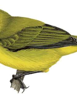 科氏绣眼鸟 / Kirk’s White-eye / Zosterops kirki