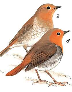 日本歌鸲 / Japanese Robin / Larvivora akahige