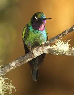 紫喉领蜂鸟 / Purple-throated Sunangel / Heliangelus viola