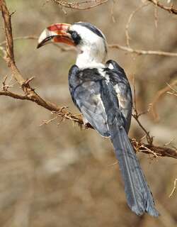 斑嘴弯嘴犀鸟 / Von der Decken’s Hornbill / Tockus deckeni