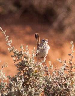 褐刺莺 / Rufous Fieldwren / Calamanthus campestris