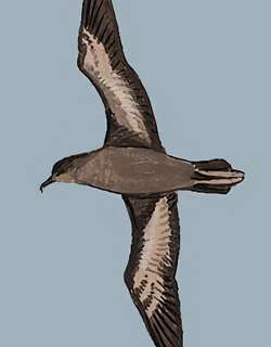 短尾鹱 / Short-tailed Shearwater / Ardenna tenuirostris