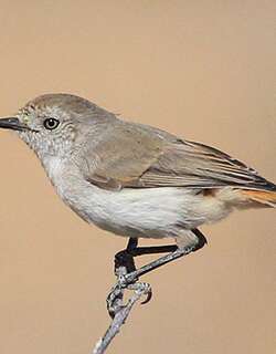栗尾刺嘴莺 / Chestnut-rumped Thornbill / Acanthiza uropygialis