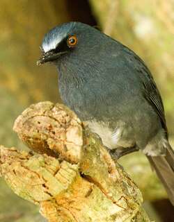 白腹短翅鸫 / White-bellied Blue Robin / Sholicola albiventris