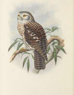 丛鹰鸮 / Papuan Hawk-Owl / Uroglaux dimorpha