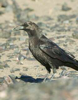 褐颈渡鸦 / Brown-necked Raven / Corvus ruficollis