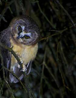 无斑棕榈鬼鸮 / Unspotted Saw-whet Owl / Aegolius ridgwayi