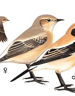 漠䳭 / Desert Wheatear / Oenanthe deserti