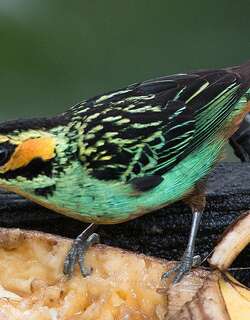 金耳唐加拉雀 / Golden-eared Tanager / Tangara chrysotis
