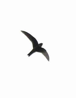 白胸黑雨燕 / White-chested Swift / Cypseloides lemosi