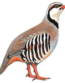 石鸡 / Chukar Partridge / Alectoris chukar