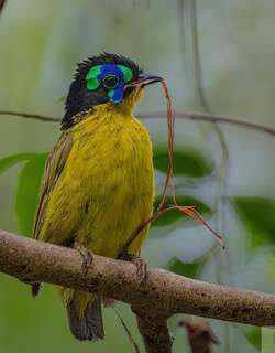 施氏裸眉鸫 / Schlegel’s Asity / Philepitta schlegeli