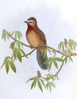 纹耳噪鹛 / Striped Laughingthrush / Trochalopteron virgatum