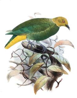黄头果鸠 / Whistling Fruit Dove / Ptilinopus layardi