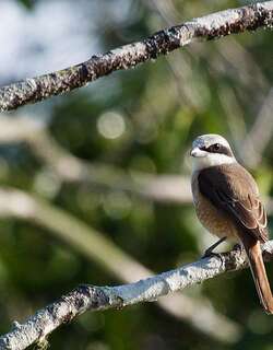 灰顶伯劳 / Mountain Shrike / Lanius validirostris