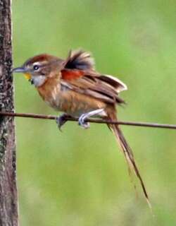 霍托针尾雀 / Chotoy Spinetail / Schoeniophylax phryganophilus
