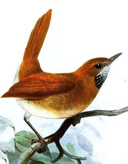 灰喉针尾雀 / Hoary-throated Spinetail / Synallaxis kollari