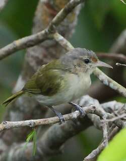 黄颊绿莺雀 / Buff-cheeked Greenlet / Hylophilus muscicapinus