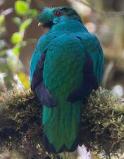 凤头绿咬鹃 / Crested Quetzal / Pharomachrus antisianus