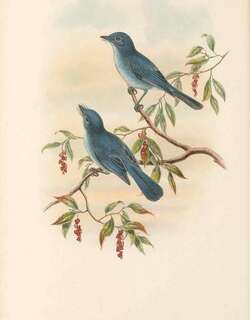 仙蓝王鹟 / Cerulean Paradise Flycatcher / Eutrichomyias rowleyi