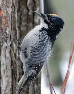 美洲三趾啄木鸟 / American Three-toed Woodpecker / Picoides dorsalis