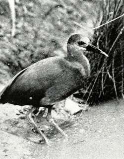阿芝秧鸡 / Aztec Rail / Rallus tenuirostris
