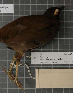 墨西哥蚁鸫 / Mayan Antthrush / Formicarius moniliger