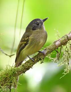 灰顶窄嘴霸鹟 / Slaty-capped Flycatcher / Leptopogon superciliaris