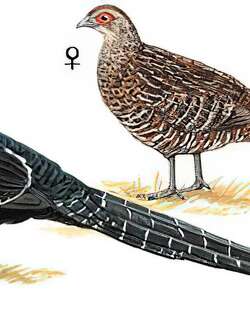 黑长尾雉 / Mikado Pheasant / Syrmaticus mikado