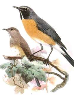 白喉鸲 / White-throated Robin / Irania gutturalis